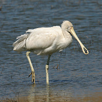 Yellow-billed Spoonbill